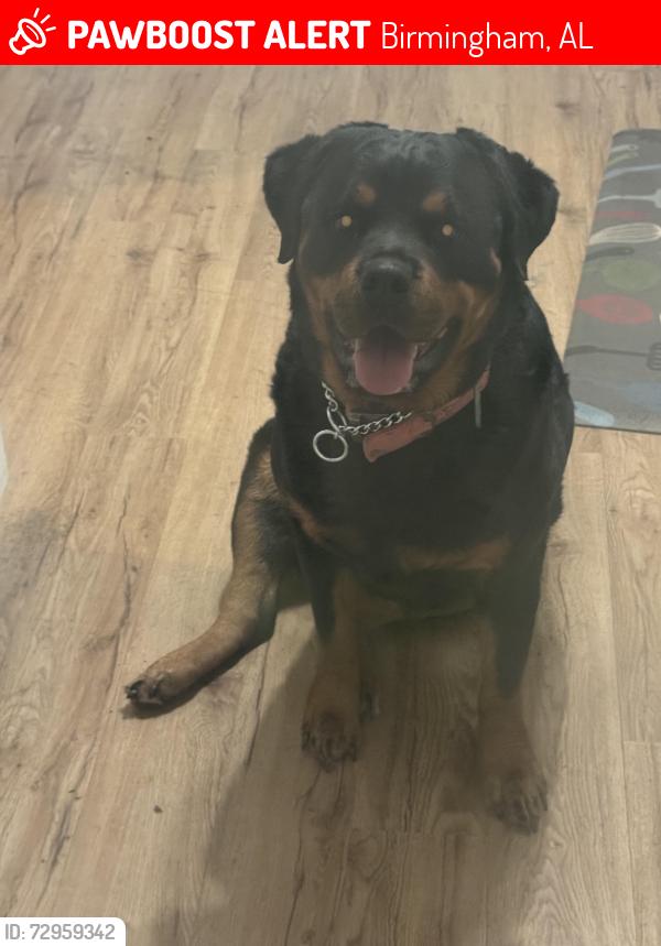 Lost Female Dog last seen Near 40th Street Ensley Birmingham Al 35218, Birmingham, AL 35218