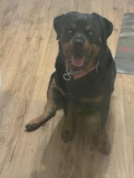 Lost Female Dog last seen Near 40th Street Ensley Birmingham Al 35218, Birmingham, AL 35218