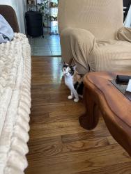 Reunited Female Cat last seen Liberty and School Street , Fairview Heights, IL 62208