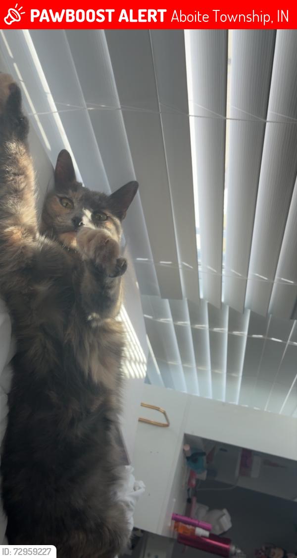 Lost Female Cat last seen Lot 51 Verona lakes , Aboite Township, IN 46814
