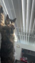 Lost Female Cat last seen Lot 51 Verona lakes , Aboite Township, IN 46814