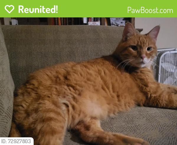Reunited Male Cat last seen Near NW 119th St, Oklahoma City, OK 73120, USA, Oklahoma City, OK 73120