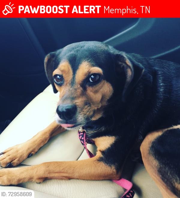 Lost Female Dog last seen Skylake Cove cul de sac, Memphis, TN 38127