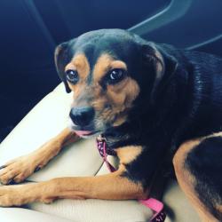 Lost Female Dog last seen Skylake Cove cul de sac, Memphis, TN 38127