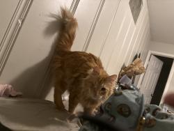 Reunited Male Cat last seen Louisville, Lubbock, TX 79410