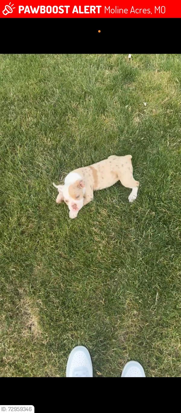 Lost Male Dog last seen Chambers and duke, Moline Acres, MO 63136