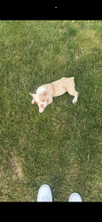 Lost Male Dog last seen Chambers and duke , Moline Acres, MO 63136