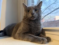 Lost Male Cat last seen The Bower Student Living , Greenville, NC 27858
