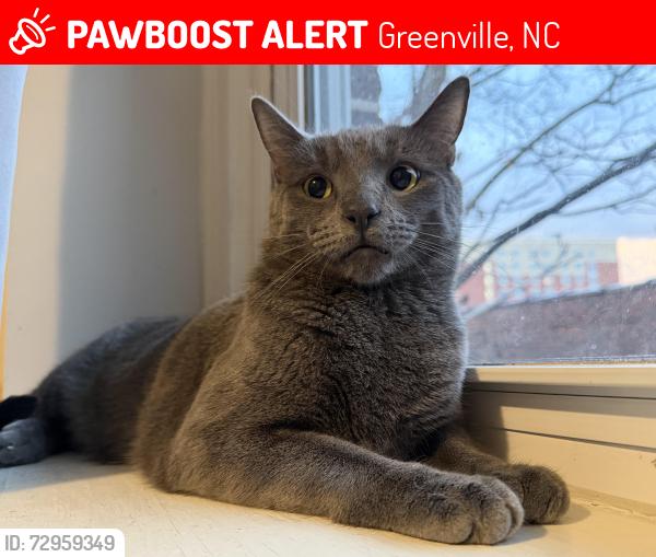 Lost Male Cat last seen The Bower Student Living , Greenville, NC 27858