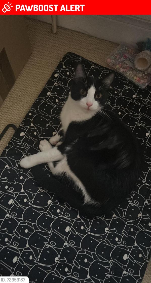 Lost Male Cat last seen Holyport road, Greater London, England 