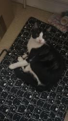 Lost Male Cat last seen Holyport road, Greater London, England 