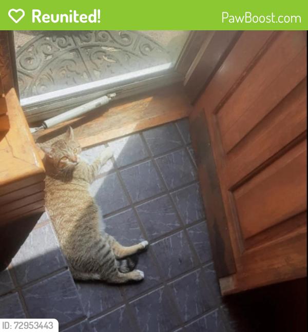 Reunited Male Cat last seen Longfellow neighborhood , Minneapolis, MN 55406