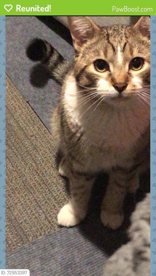 Reunited Male Cat last seen Longfellow neighborhood , Minneapolis, MN 55406