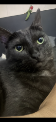 Reunited Male Cat last seen Topaz Elementary School, Topaz Lane, Bradford Street, Fullerton, CA 92831