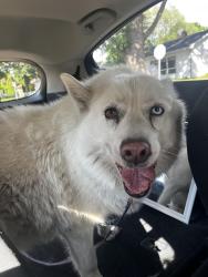 Reunited Unknown Dog last seen Nokomis and Escabana, Saint Paul, MN 55119