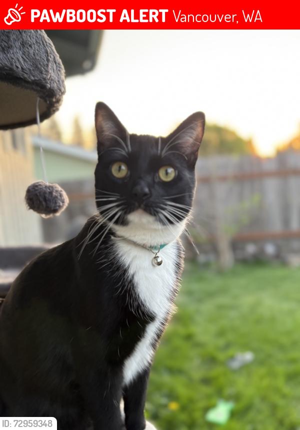 Lost Male Cat last seen 119th and 50th AVE, Vancouver, WA 98686