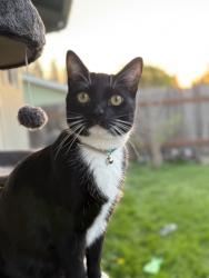 Lost Male Cat last seen 119th and 50th AVE, Vancouver, WA 98686
