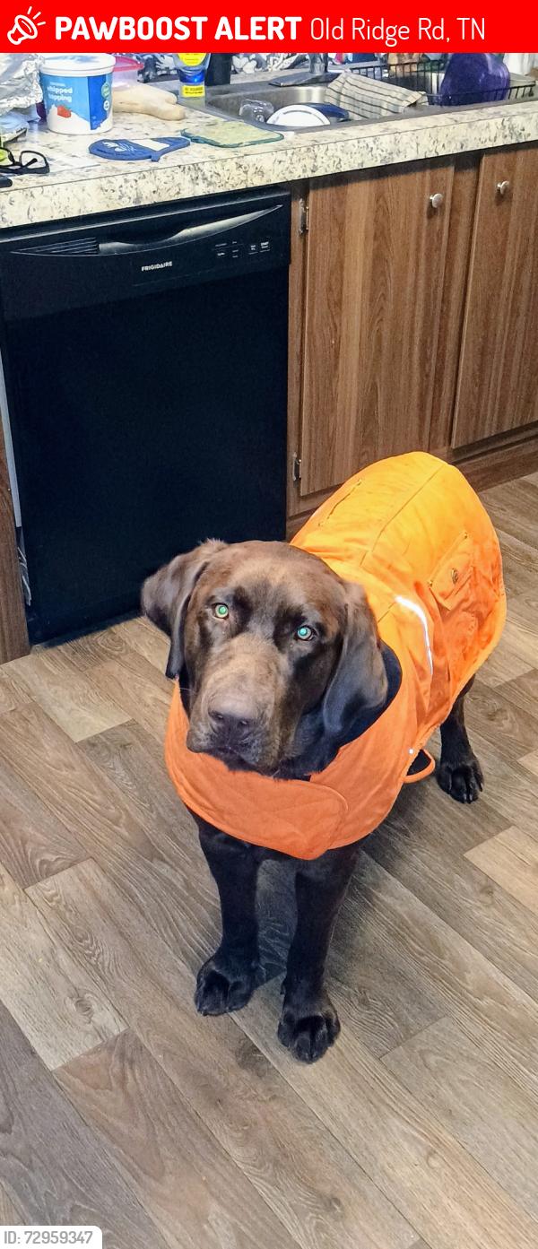 Lost Male Dog last seen Old ridge Rd and hwy70 county line, Old Ridge Rd, TN 38583