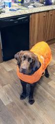 Lost Male Dog last seen Old ridge Rd and hwy70 county line, Old Ridge Rd, TN 38583