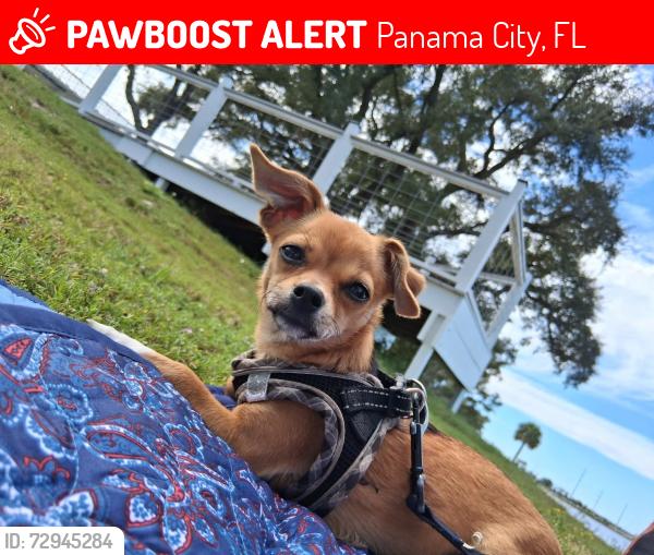 Lost Female Dog last seen 23rd st, Panama City, FL 32405