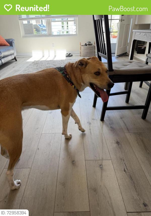 Reunited Male Dog last seen Near Carmel Country Road San Diego, San Diego, CA 92130