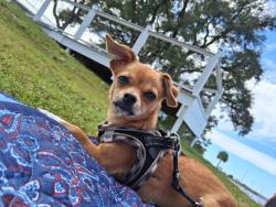 Lost Female Dog last seen 23rd st, Panama City, FL 32405