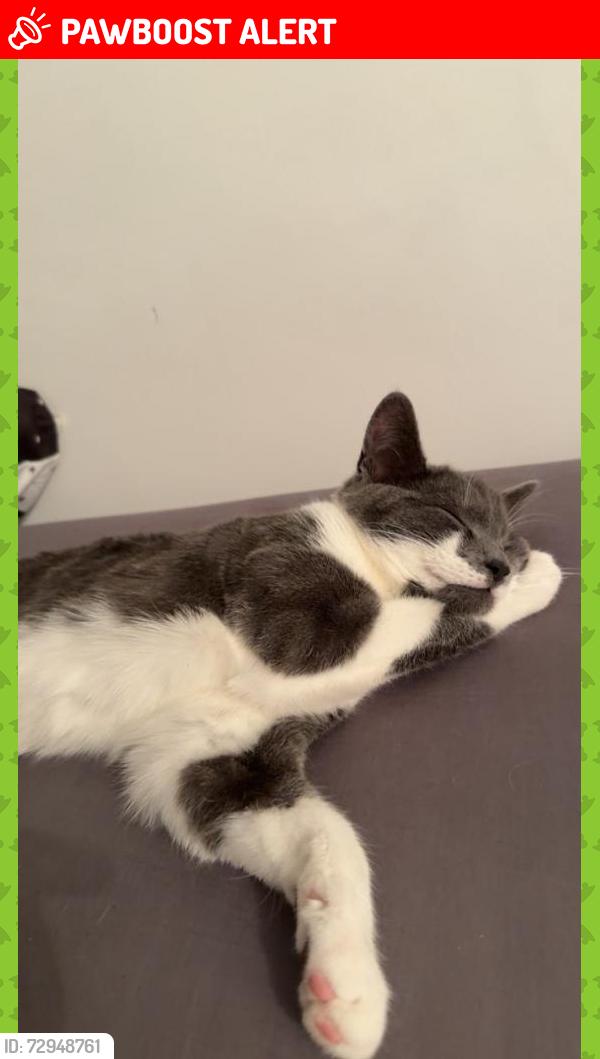 Lost Female Cat last seen Conway grove, Harehills, England LS8 5JG