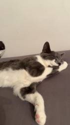 Lost Female Cat last seen Conway grove, Harehills, England LS8 5JG