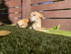 Reunited Male Dog last seen Newton and Hawthorne, Minneapolis, MN 55405