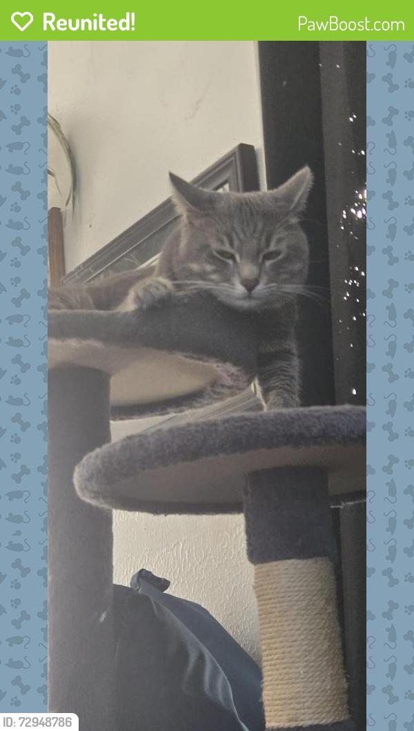 Reunited Male Cat last seen Calla ave, Imperial Beach, CA 91932