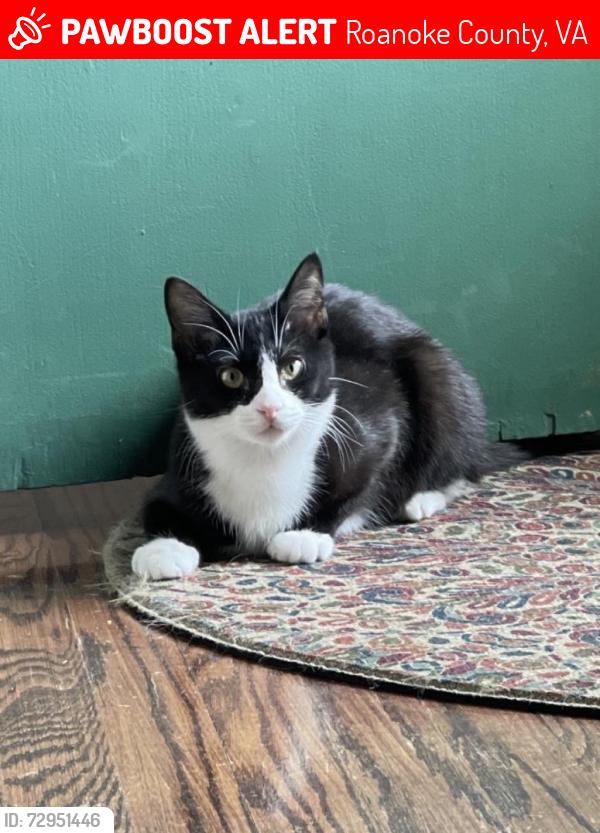 Lost Male Cat last seen Washington Ave, Vinton VA, Roanoke County, VA 24179