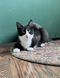 Lost Male Cat last seen Washington Ave, Vinton VA, Roanoke County, VA 24179