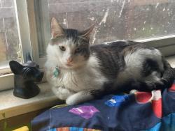 Reunited Male Cat last seen Zenith , Citrus Heights, CA 95621