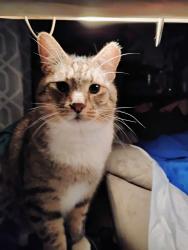 Lost Male Cat last seen Near Hensley st Reno NV , Reno, NV 89503