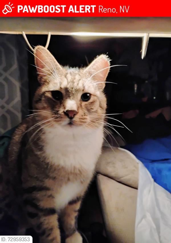 Lost Male Cat last seen Near Hensley st Reno NV , Reno, NV 89503