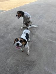 Found/Stray Male Dog last seen Bensen Palms , Mission, TX 78574