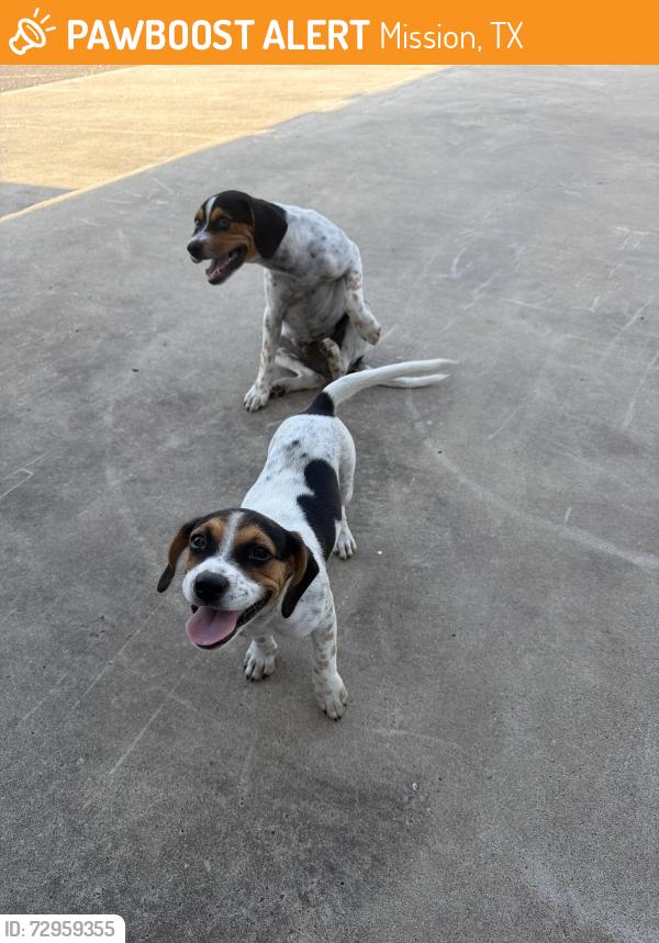 Found/Stray Male Dog last seen Bensen Palms , Mission, TX 78574