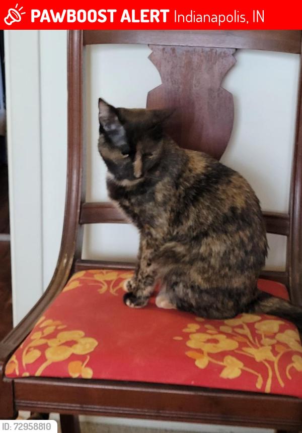 Lost Female Cat last seen Monon Trail behind Crestwood Village apmts (N of 91st St), Indianapolis, IN 46240