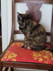 Lost Female Cat last seen Monon Trail behind Crestwood Village apmts (N of 91st St), Indianapolis, IN 46240