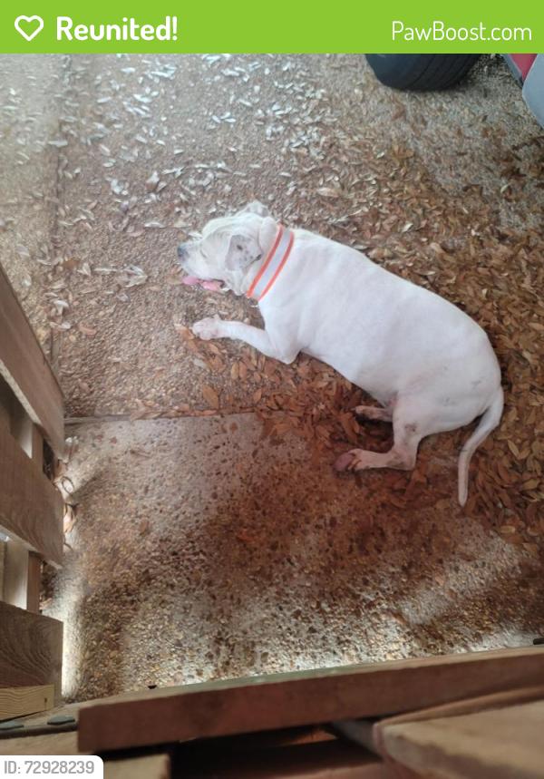 Reunited Male Dog last seen La Rue n 62nd, Myrtle Grove, FL 32506