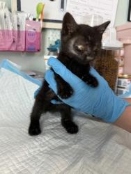 Shelter Stray Male Cat last seen New Bern, NC 28560, New Bern, NC 28562
