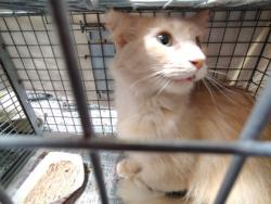 Shelter Stray Female Cat last seen Near Antioch Rd, 70817, LA, Baton Rouge, LA 70820