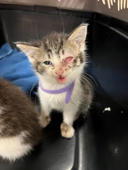 Shelter Stray Male Cat last seen Stanley, NC 28164, Gastonia, NC 28052
