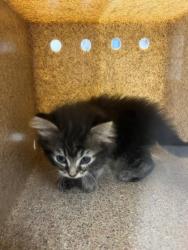 Shelter Stray Female Cat last seen Stanley, NC 28164, Gastonia, NC 28052