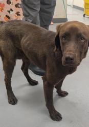 Shelter Stray Female Dog last seen Albuquerque, NM 87105, Los Lunas, NM 87031