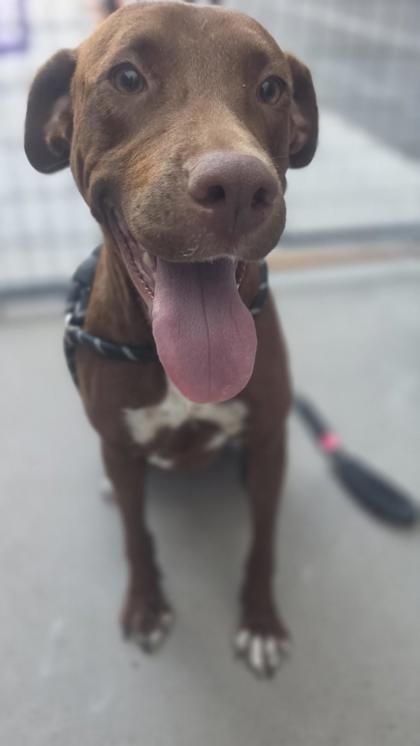 Shelter Stray Female Dog last seen Near MOUNTAIN AVE, CITY of El Paso, TX, 5001 Fred Wilson Ave, El Paso, TX 79906, USA