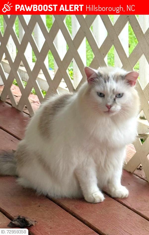 Lost Male Cat last seen Lake Orange RD near Hwy 86, Hillsborough, NC 27278