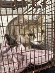 Shelter Stray Female Cat last seen Knoxville, TN 37912, Knoxville, TN 37919
