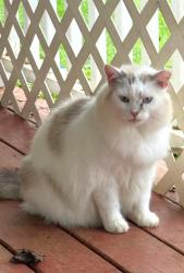 Lost Male Cat last seen Lake Orange RD near Hwy 86, Hillsborough, NC 27278