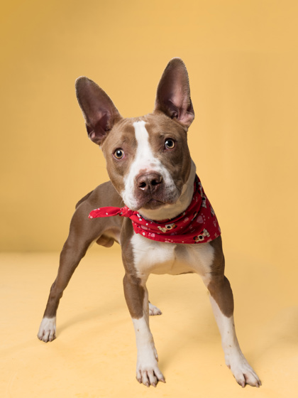 Shelter Stray Male Dog last seen Atlanta, GA 30331, Atlanta, GA 30336